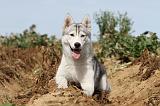 SIBERIAN HUSKY 315